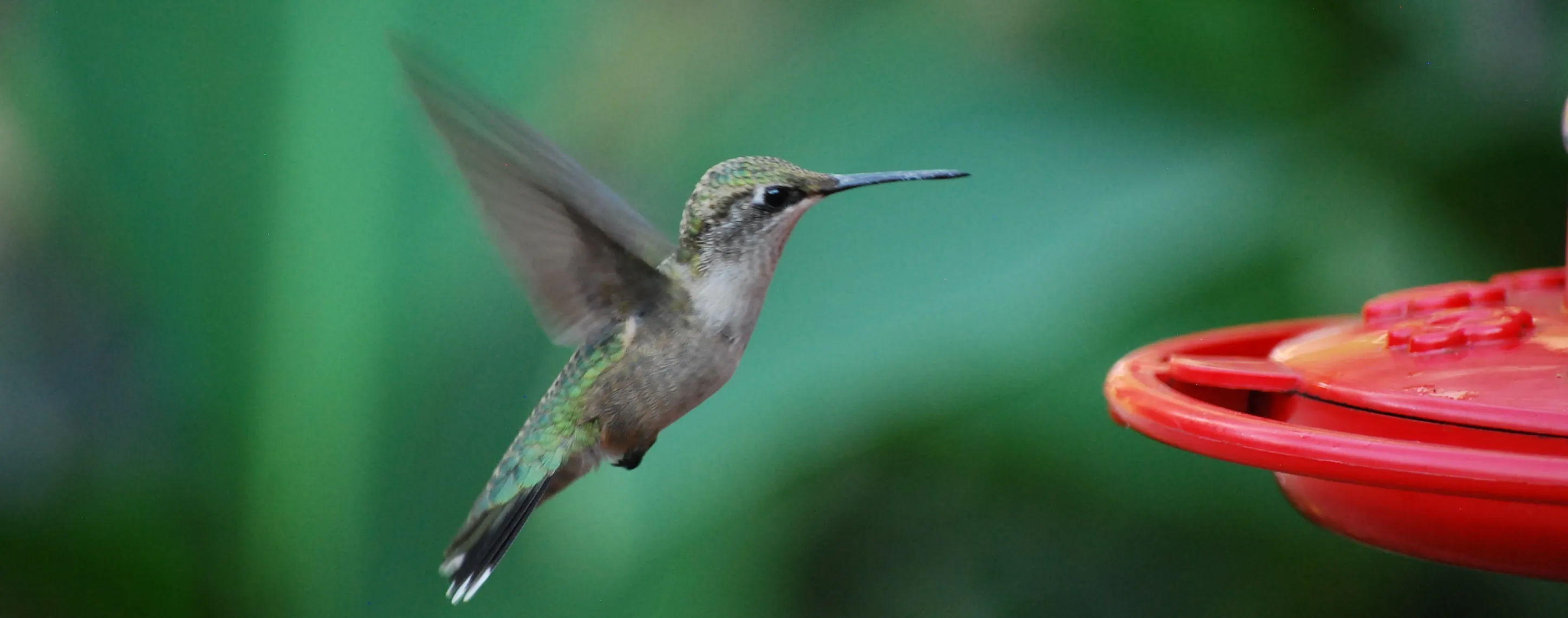 A ruby-throated hummingbird in flight beside a feeder
